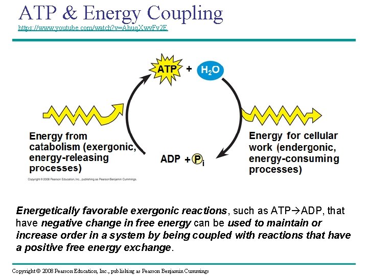 ATP & Energy Coupling https: //www. youtube. com/watch? v=Ahuq. Xwv. Fv 2 E H