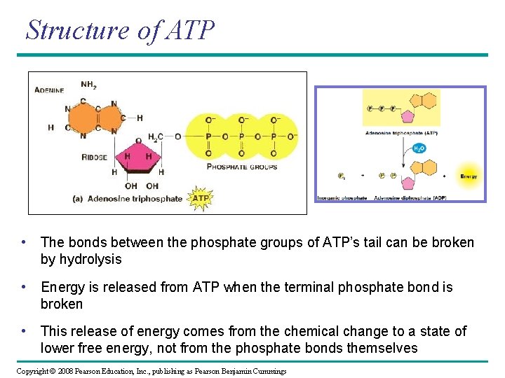 Structure of ATP • The bonds between the phosphate groups of ATP’s tail can