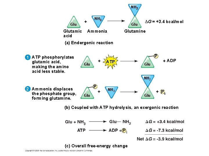 NH 2 Glutamic acid NH 3 + Glu ∆G = +3. 4 kcal/mol Glutamine