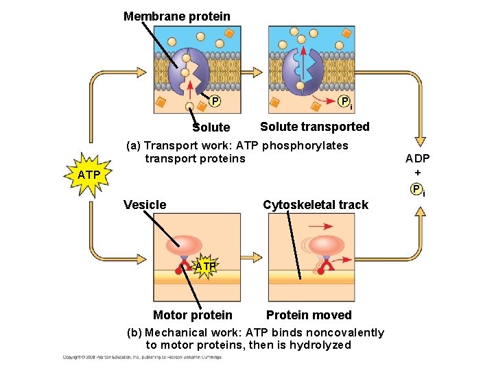 Membrane protein P Solute Pi Solute transported (a) Transport work: ATP phosphorylates transport proteins