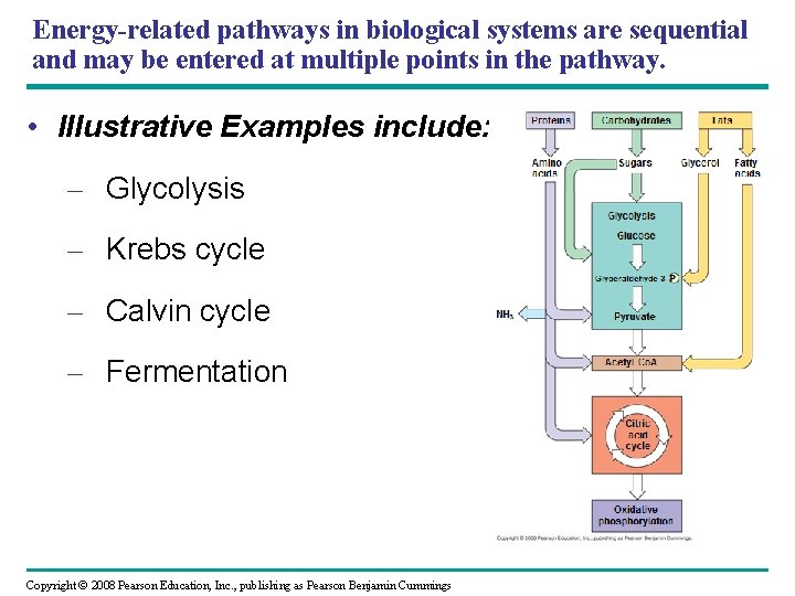 Energy-related pathways in biological systems are sequential and may be entered at multiple points