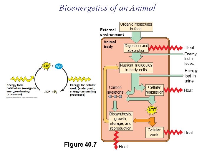 Bioenergetics of an Animal 