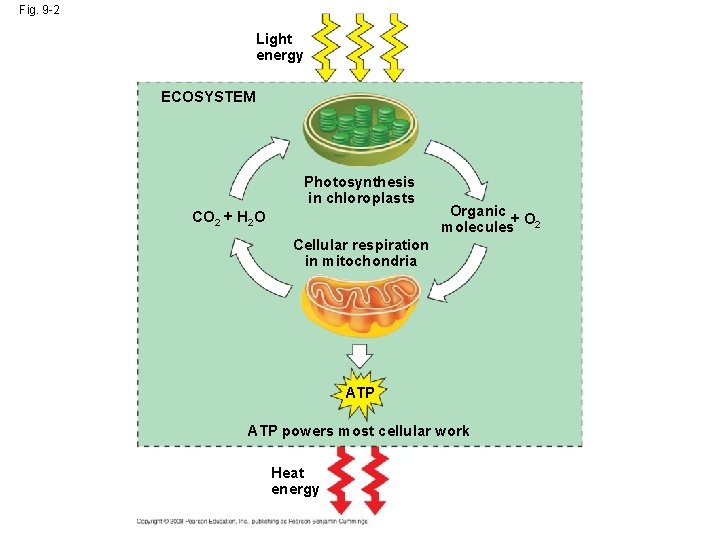 Fig. 9 -2 Light energy ECOSYSTEM Photosynthesis in chloroplasts CO 2 + H 2