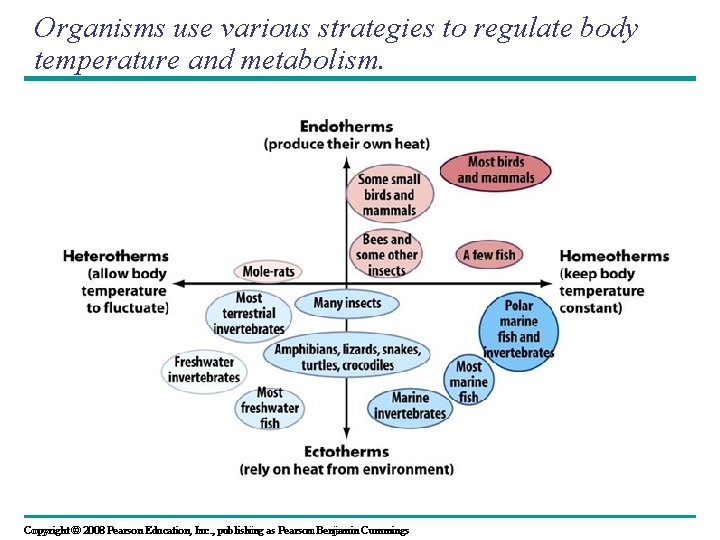 Organisms use various strategies to regulate body temperature and metabolism. Copyright © © 2008