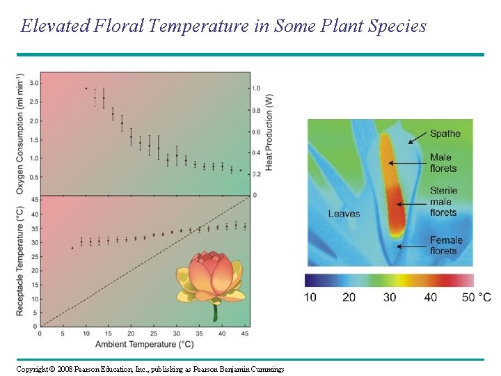 Elevated Floral Temperature in Some Plant Species Copyright © 2008 Pearson Education, Inc. ,