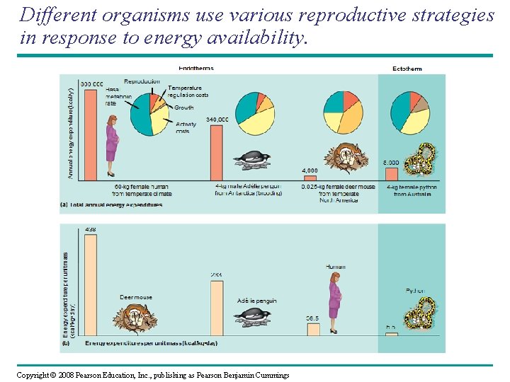 Different organisms use various reproductive strategies in response to energy availability. Copyright © 2008