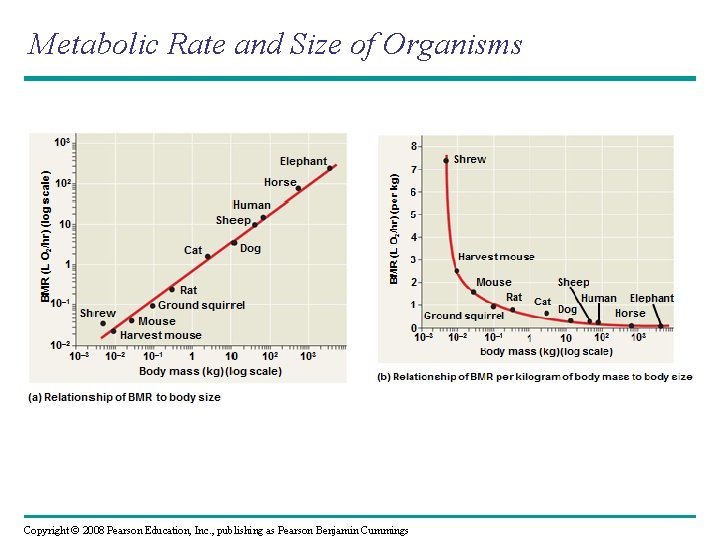 Metabolic Rate and Size of Organisms Copyright © 2008 Pearson Education, Inc. , publishing