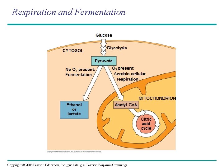 Respiration and Fermentation Copyright © 2008 Pearson Education, Inc. , publishing as Pearson Benjamin