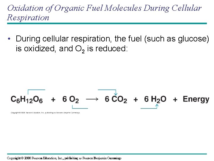 Oxidation of Organic Fuel Molecules During Cellular Respiration • During cellular respiration, the fuel