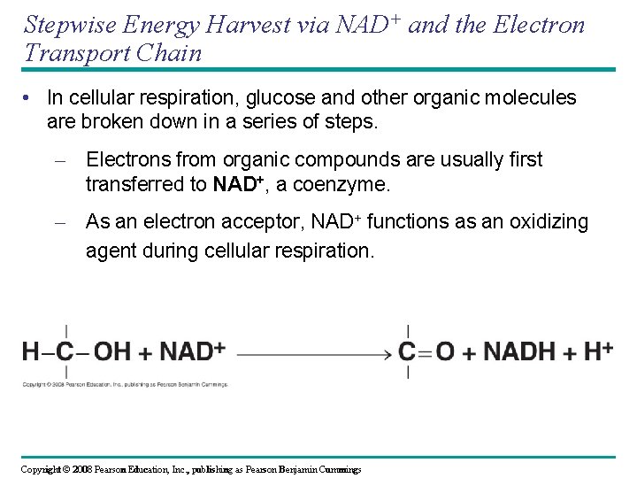 Stepwise Energy Harvest via NAD+ and the Electron Transport Chain • In cellular respiration,