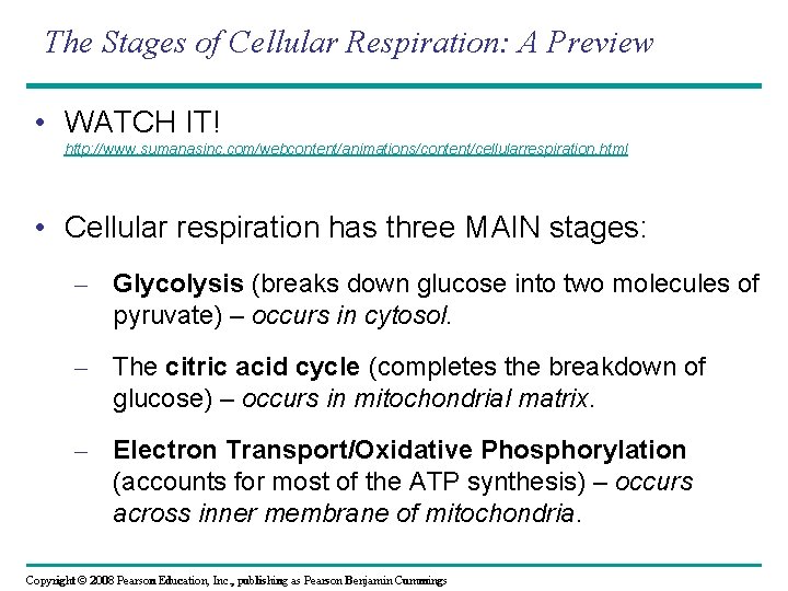 The Stages of Cellular Respiration: A Preview • WATCH IT! http: //www. sumanasinc. com/webcontent/animations/content/cellularrespiration.