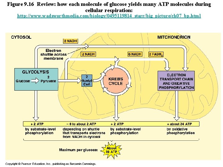 Figure 9. 16 Review: how each molecule of glucose yields many ATP molecules during