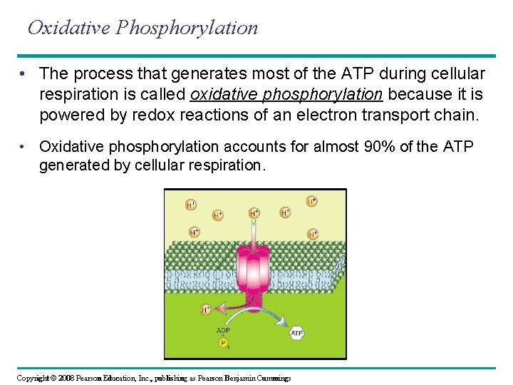 Oxidative Phosphorylation • The process that generates most of the ATP during cellular respiration