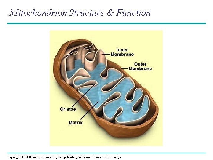 Mitochondrion Structure & Function Copyright © 2008 Pearson Education, Inc. , publishing as Pearson