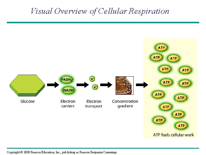 Visual Overview of Cellular Respiration Copyright © 2008 Pearson Education, Inc. , publishing as