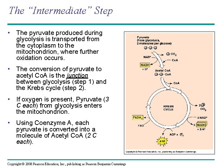 The “Intermediate” Step • The pyruvate produced during glycolysis is transported from the cytoplasm