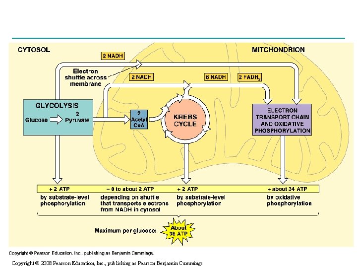 Copyright © 2008 Pearson Education, Inc. , publishing as Pearson Benjamin Cummings 