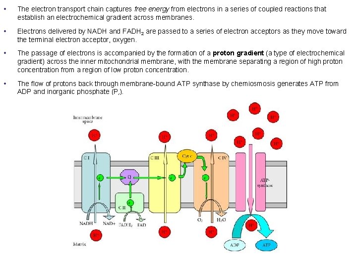  • The electron transport chain captures free energy from electrons in a series