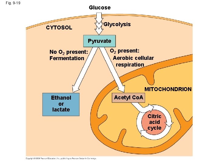 Fig. 9 -19 Glucose CYTOSOL Glycolysis Pyruvate No O 2 present: Fermentation O 2
