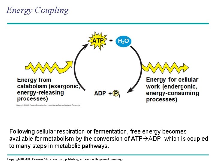 Energy Coupling H 2 O Following cellular respiration or fermentation, free energy becomes available