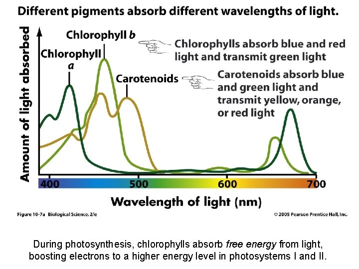 During photosynthesis, chlorophylls absorb free energy from light, boosting electrons to a higher energy