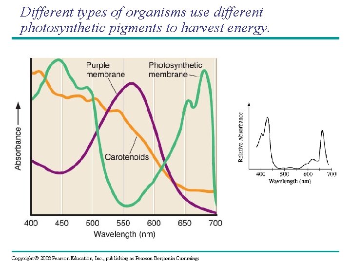 Different types of organisms use different photosynthetic pigments to harvest energy. Copyright © 2008