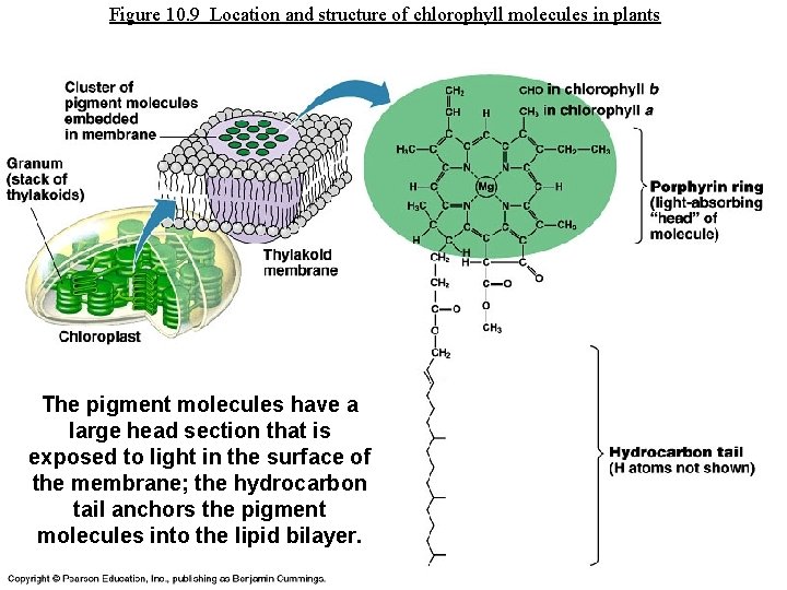Figure 10. 9 Location and structure of chlorophyll molecules in plants The pigment molecules