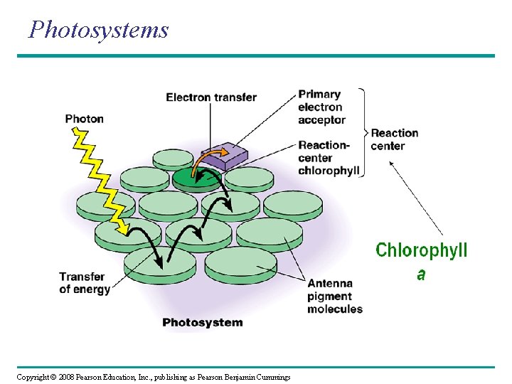 Photosystems Copyright © 2008 Pearson Education, Inc. , publishing as Pearson Benjamin Cummings 