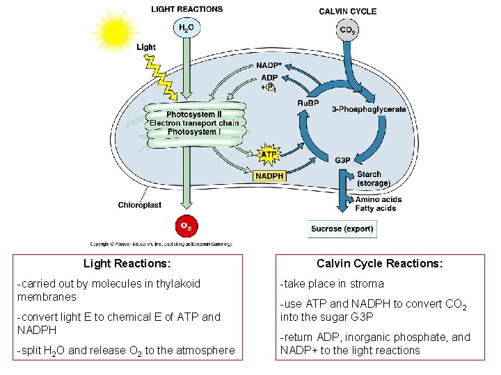 Light Reactions: -carried out by molecules in thylakoid membranes -convert light E to chemical