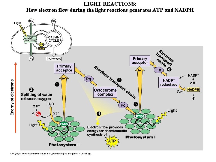 LIGHT REACTIONS: How electron flow during the light reactions generates ATP and NADPH 