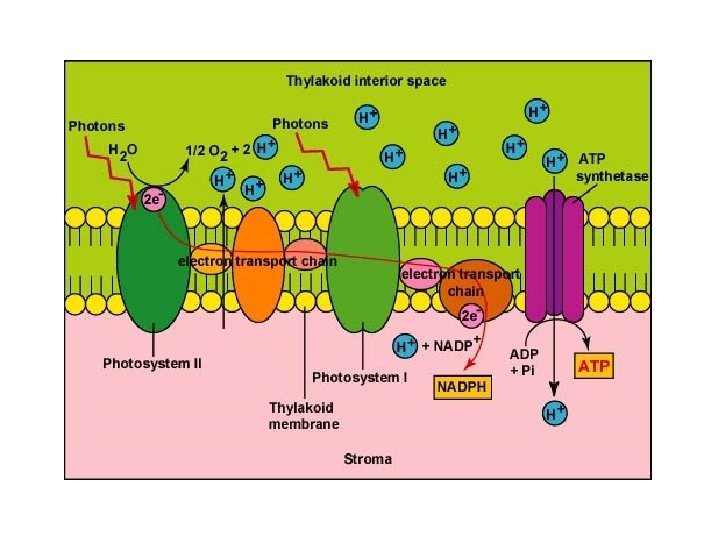 Figure 8 -10 Light-Dependent Reactions Section 8 -3 Go to Section: 