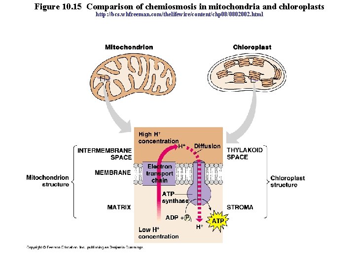 Figure 10. 15 Comparison of chemiosmosis in mitochondria and chloroplasts http: //bcs. whfreeman. com/thelifewire/content/chp