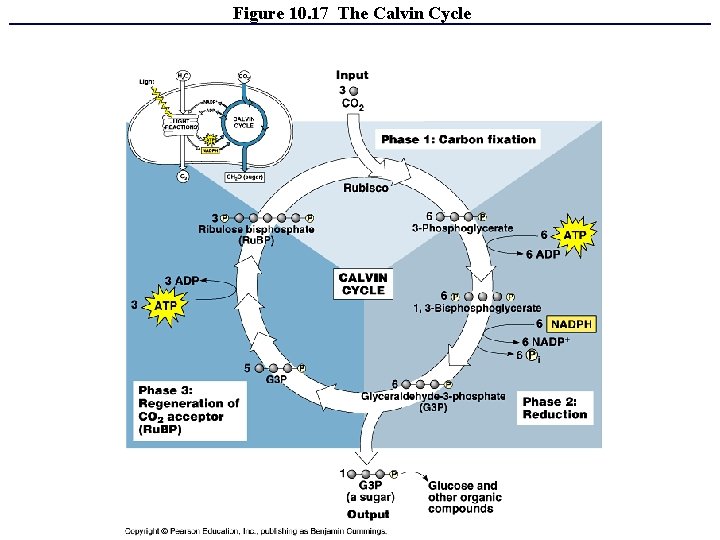 Figure 10. 17 The Calvin Cycle 