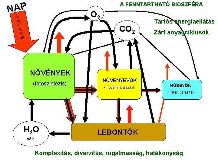 NAP A FENNTARTHATÓ BIOSZFÉRA O 2 E N E R G IA CO 2 NAP A FENNTARTHATÓ BIOSZFÉRA O 2 E N E R G IA CO 2