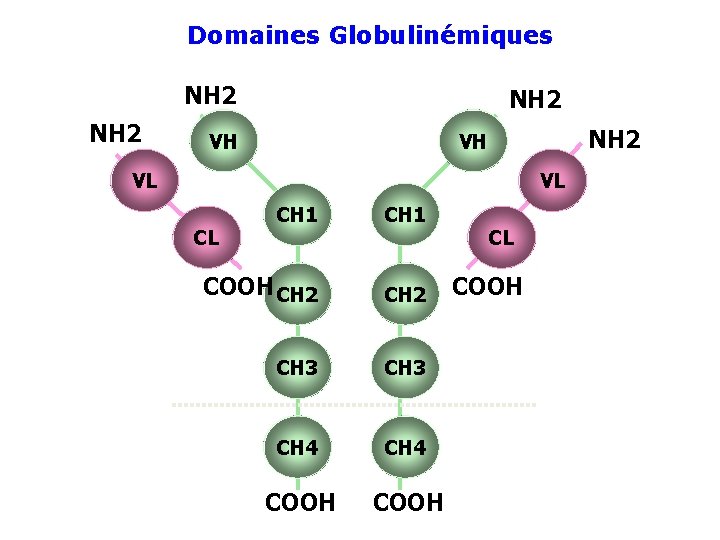 Domaines Globulinémiques NH 2 VH VL VL CH 1 COOH CH 2 CH 3