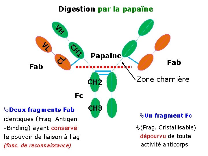 Digestion par la papaïne VH CH VL CL 1 Fab Papaïne CH 2 Fab