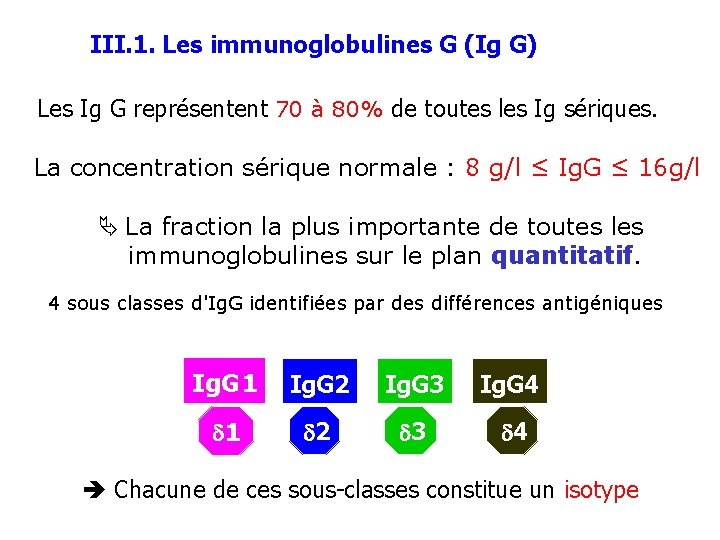 III. 1. Les immunoglobulines G (Ig G) Les Ig G représentent 70 à 80%