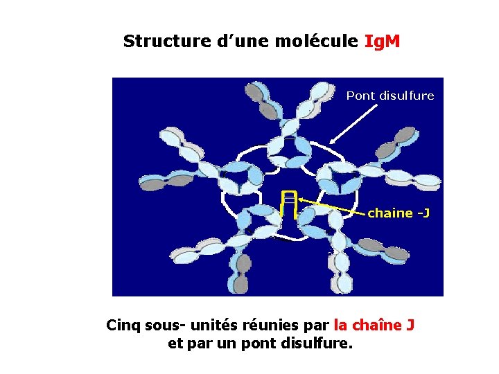 Structure d’une molécule Ig. M Pont disulfure chaine -J Cinq sous- unités réunies par