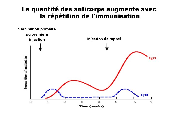 La quantité des anticorps augmente avec la répétition de l’immunisation Vaccination primaire ou première