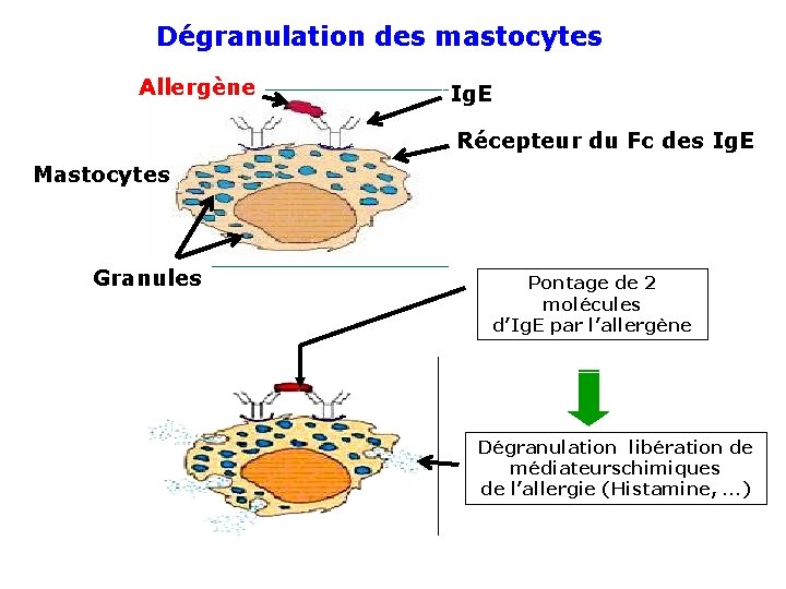 Dégranulation des mastocytes Allergène Ig. E Récepteur du Fc des Ig. E Mastocytes Granules
