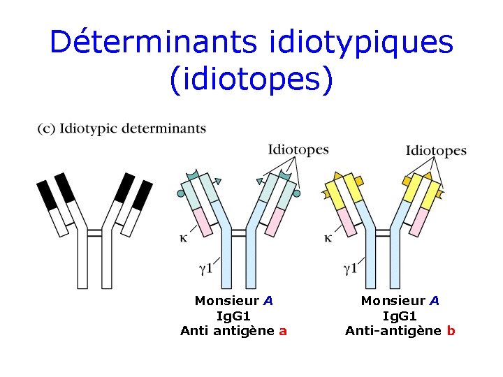 Déterminants idiotypiques (idiotopes) Monsieur A Ig. G 1 Anti antigène a Monsieur A Ig.