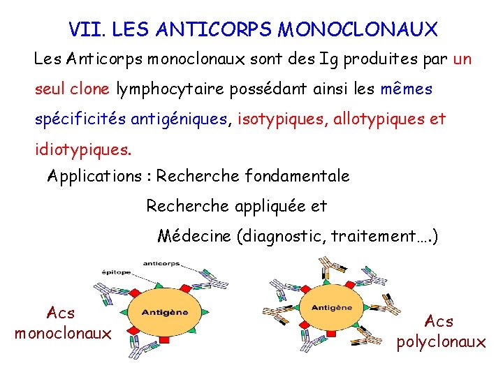 VII. LES ANTICORPS MONOCLONAUX Les Anticorps monoclonaux sont des Ig produites par un seul
