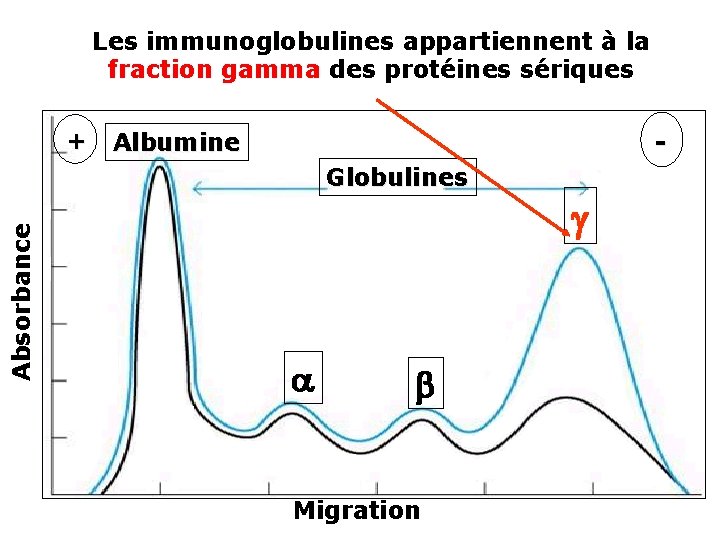 Les immunoglobulines appartiennent à la fraction gamma des protéines sériques + - Albumine Absorbance