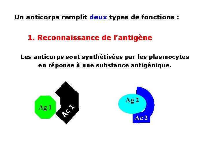 Un anticorps remplit deux types de fonctions : 1. Reconnaissance de l’antigène Les anticorps