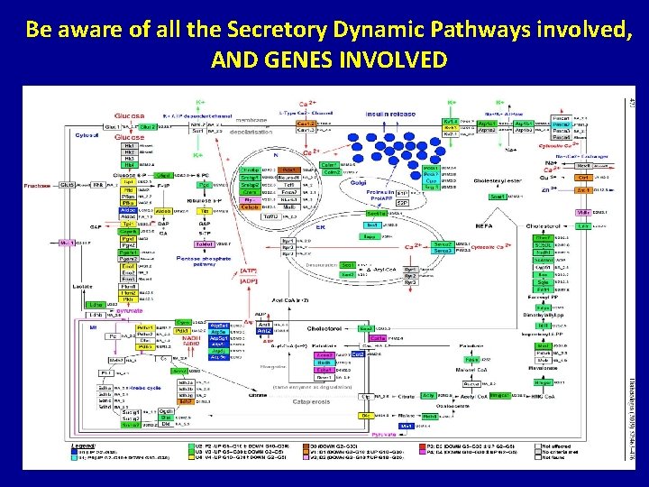 Be aware of all the Secretory Dynamic Pathways involved, AND GENES INVOLVED 