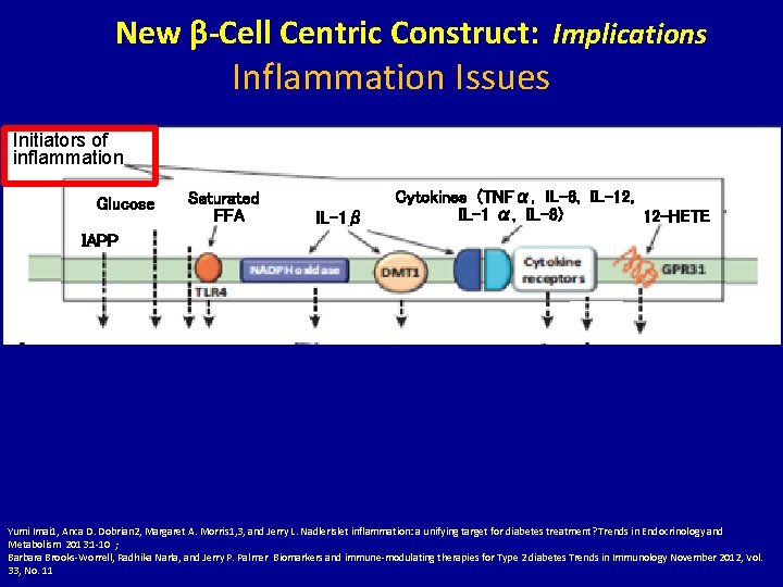 New β-Cell Centric Construct: Implications Inflammation Issues Initiators of inflammation Glucose Saturated FFA IL-1β