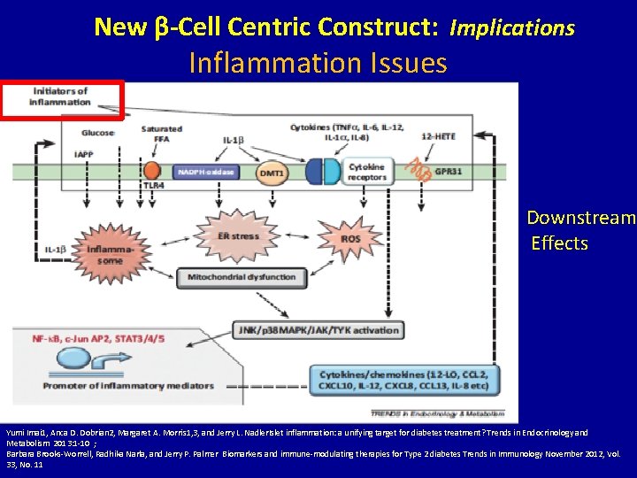 New β-Cell Centric Construct: Implications Inflammation Issues Downstream Effects Yumi Imai 1, Anca D.