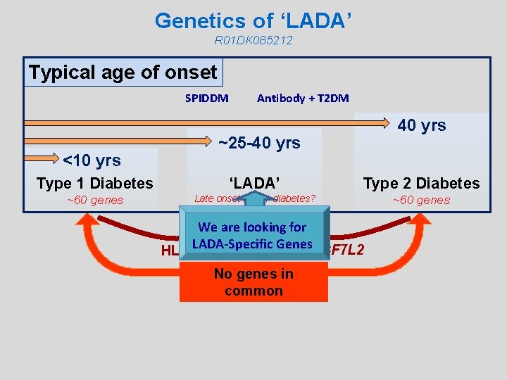 Genetics of ‘LADA’ R 01 DK 085212 Typical age of onset SPIDDM <10 yrs