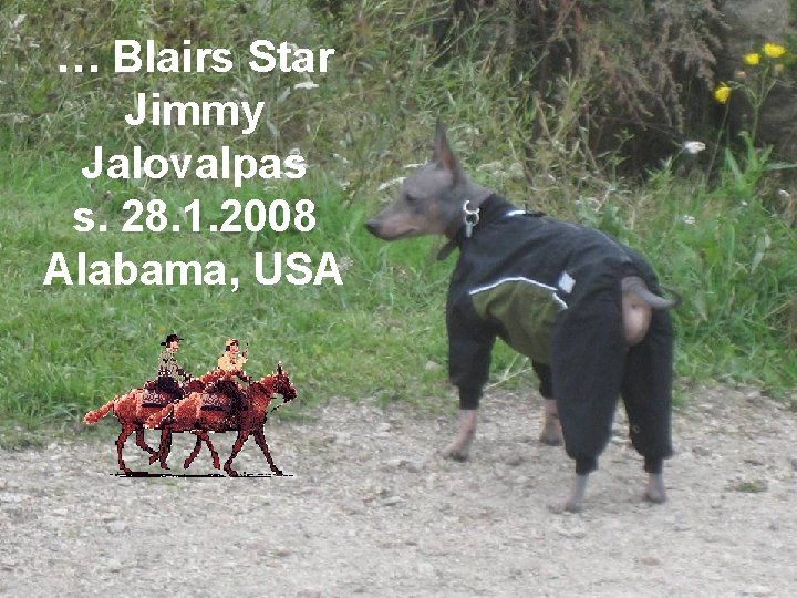 … Blairs Star Jimmy Jalovalpas s. 28. 1. 2008 Alabama, USA 