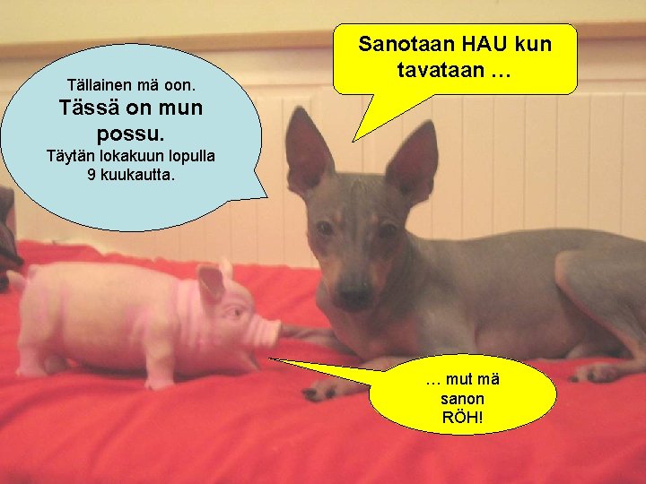 Tällainen mä oon. Sanotaan HAU kun tavataan … Tässä on mun possu. Täytän lokakuun